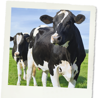 pic_cow